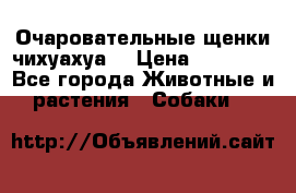 Очаровательные щенки чихуахуа  › Цена ­ 25 000 - Все города Животные и растения » Собаки   